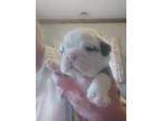 Bulldog Puppy for sale in Clayton, IL, USA