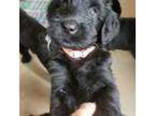 Mutt Puppy for sale in Piedmont, AL, USA