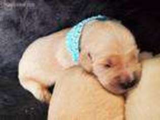 Golden Retriever Puppy for sale in Portage, UT, USA