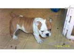 Bulldog Puppy for sale in Rochester, MN, USA