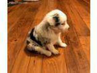 Miniature Australian Shepherd Puppy for sale in Archer City, TX, USA