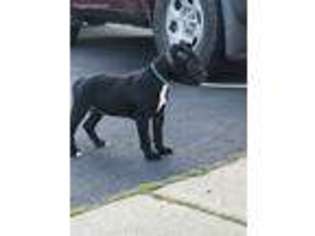 Staffordshire Bull Terrier Puppy for sale in Fredericksburg, VA, USA