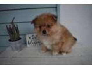 Pomeranian Puppy for sale in Cabool, MO, USA