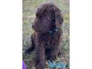 Labradoodle Puppy for sale in Morganton, NC, USA