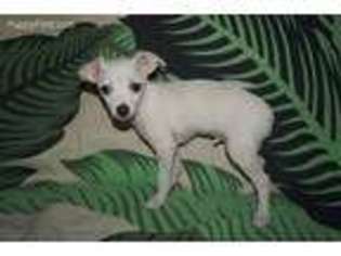 Chihuahua Puppy for sale in Moreno Valley, CA, USA