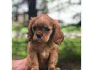Cavalier King Charles Spaniel Puppy for sale in Decker, MI, USA