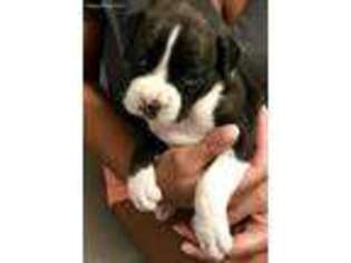 Boxer Puppy for sale in Concord, CA, USA