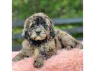 Goldendoodle Puppy for sale in Mayfield, KY, USA