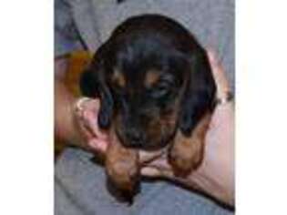 Bloodhound Puppy for sale in Gillsville, GA, USA
