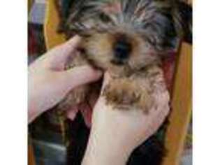Yorkshire Terrier Puppy for sale in Brighton, MA, USA