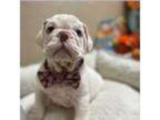 Bulldog Puppy for sale in Bulverde, TX, USA