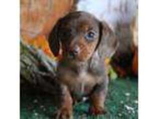 Dachshund Puppy for sale in Rome City, IN, USA
