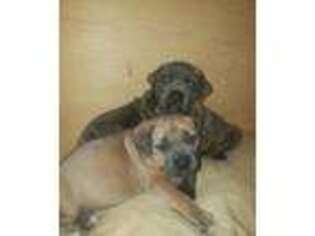 Cane Corso Puppy for sale in Hamden, CT, USA