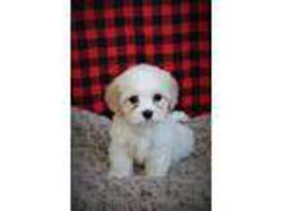 Cavachon Puppy for sale in Argyle, WI, USA