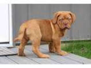 American Bull Dogue De Bordeaux Puppy for sale in Economy, IN, USA