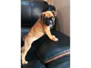 Boxer Puppy for sale in Saint Joe, IN, USA