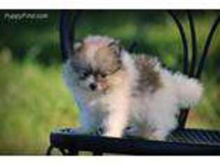Pomeranian Puppy for sale in Warrensburg, MO, USA