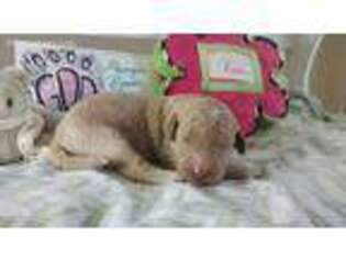 Goldendoodle Puppy for sale in Winder, GA, USA