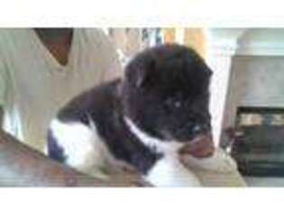 Akita Puppy for sale in Canton, GA, USA