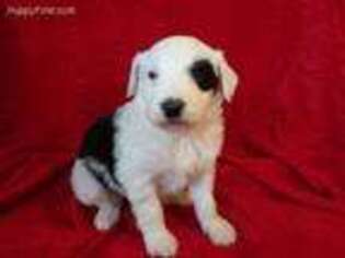 Mutt Puppy for sale in Hilbert, WI, USA