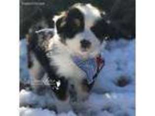 Australian Shepherd Puppy for sale in Morganton, NC, USA