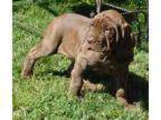 Neapolitan Mastiff Puppy for sale in Butler, MO, USA