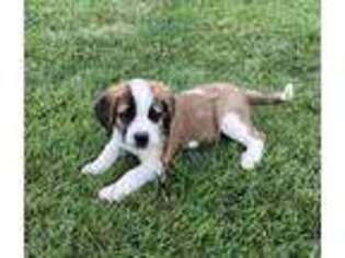 Saint Bernard Puppy for sale in Ephrata, PA, USA