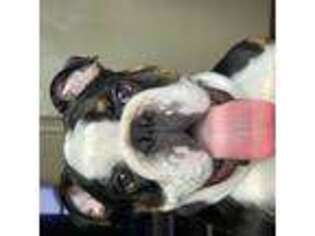 Bulldog Puppy for sale in Oklahoma City, OK, USA