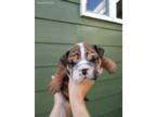 Bulldog Puppy for sale in Long Beach, WA, USA