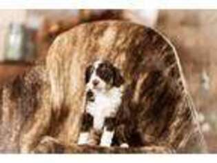 Mutt Puppy for sale in Belleville, KS, USA