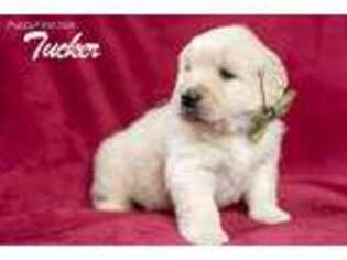 Golden Retriever Puppy for sale in Riverton, UT, USA