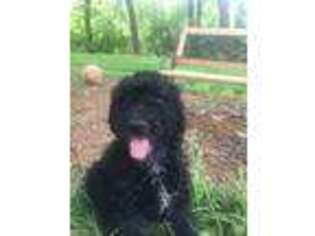 Goldendoodle Puppy for sale in Elkin, NC, USA
