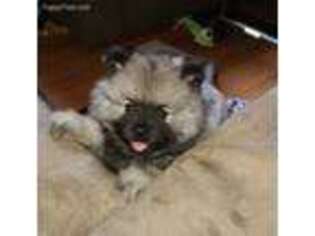 Keeshond Puppy for sale in Kansas City, KS, USA