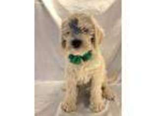 Labradoodle Puppy for sale in Pasadena, MD, USA