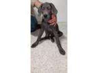 Great Dane Puppy for sale in Harrison, AR, USA