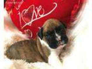 Boxer Puppy for sale in Glendale, AZ, USA