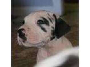 Great Dane Puppy for sale in Houston, OH, USA