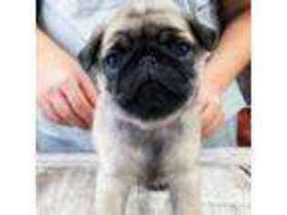 Pug Puppy for sale in Vernon, NY, USA