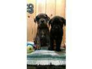 Neapolitan Mastiff Puppy for sale in Kimball, MN, USA