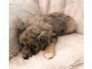 Miniature Australian Shepherd Puppy for sale in Broken Bow, NE, USA