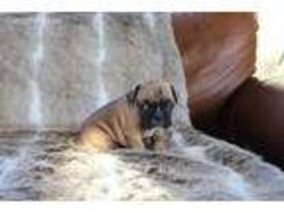 French Bulldog Puppy for sale in Yorba Linda, CA, USA