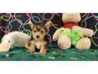 Yorkshire Terrier Puppy for sale in Winston Salem, NC, USA