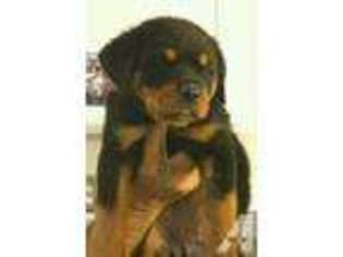 Rottweiler Puppy for sale in MIDDLEBURG, FL, USA