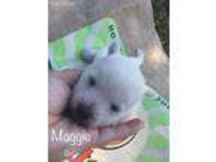 West Highland White Terrier Puppy for sale in Rochester, NY, USA
