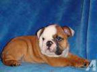 Bulldog Puppy for sale in FRAMINGHAM, MA, USA