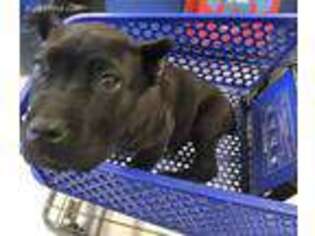 Cane Corso Puppy for sale in Gilbert, AZ, USA
