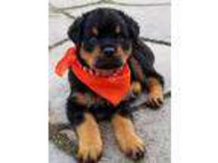 Rottweiler Puppy for sale in Saint Pauls, NC, USA