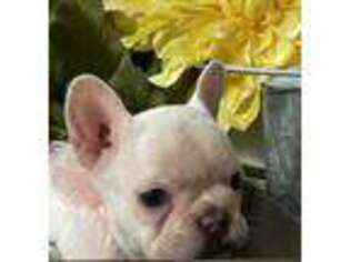 French Bulldog Puppy for sale in Hoquiam, WA, USA
