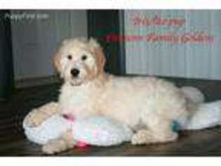 Goldendoodle Puppy for sale in Crittenden, KY, USA
