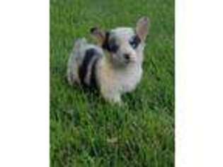 Pembroke Welsh Corgi Puppy for sale in Goshen, IN, USA